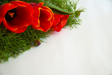 a bouquet of red tulips. tulips on a white background. beautiful flowers. tulips. postcards