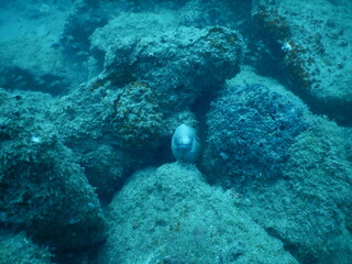 scuba diver and coral