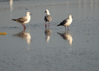 Seagull reflections