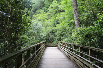 森　散歩　橋　自然