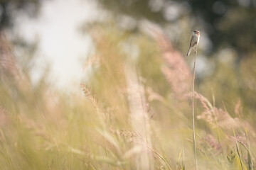 Fototapeta premium Sedge warbler on a reed stem among the tall grass, bird background, protected bird species, protected nature area, travel location, Dutch wildlife, beautiful little bird, volgermeerpolder Amsterdam