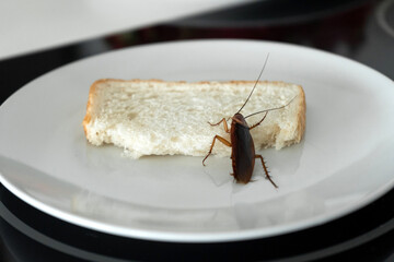 A cockroach is sitting on a piece of bread in a plate in the kitchen. Cockroaches eat my food supplies