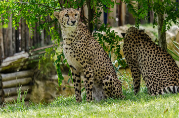 leopard
