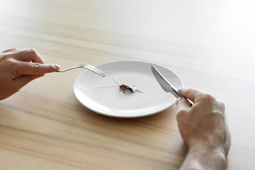Top view, a man eating a cockroach. Cockroach in a white plate on the kitchen table. Strange taste...