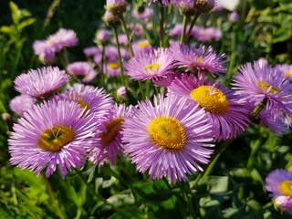 Lilac flowers grow in the garden