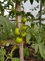 Green tomatoes on a branch in a greenhouse