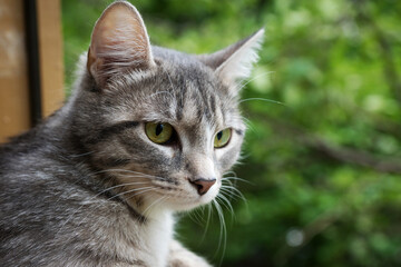 gray cat sits at the open window and looks at the green trees. close up