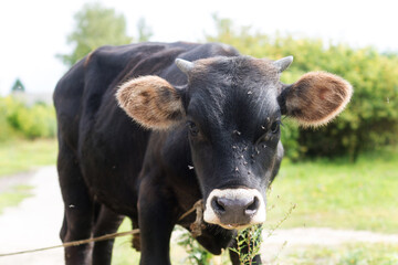 a young bull in the village stands on the road and looks into the frame