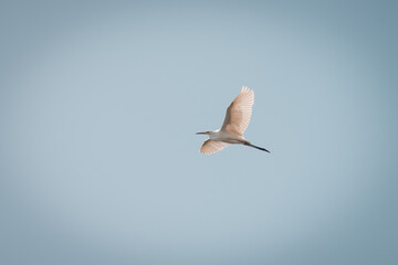 Great egret flies by in the sky on a beautiful blue summer,
Volgermeerpolder, Amsterdam, Netherlands, nature reserve, breeding area, bird area, travel location