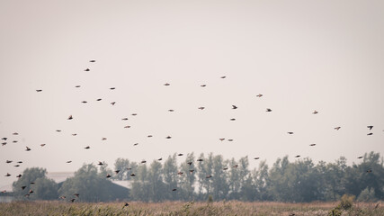 
Swarm of black starlings flies over the landscape, on a beautiful summer day, Volgermeerpolder, Amsterdam, the Netherlands