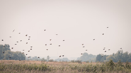 
Swarm of black starlings flies over the landscape, on a beautiful summer day, Volgermeerpolder, Amsterdam, the Netherlands