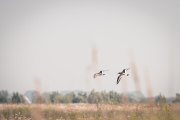 2 Eurasian oystercatcher flying up from the water, on a beautiful blue summer, Volgermeerpolder, Amsterdam, the Netherlands, nature reserve, breeding area, bird area, travel location