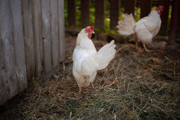 Chicken on the farm.