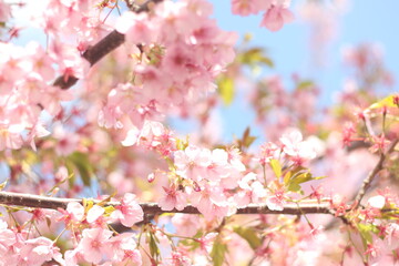 Beautiful and cute pink spring cherry blossoms (sakura) wallpaper background, soft focus, Japan