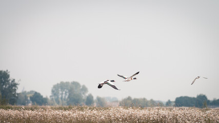 Common shelduck flying up from the water, on a beautiful summer day, Volgermeerpolder, Amsterdam, Netherlands, nature reserve, breeding area, bird area, travel location