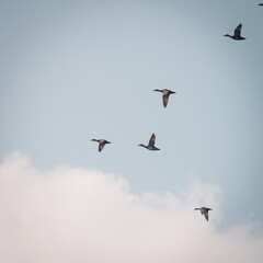 Several wild ducks fly up from the water, on a beautiful summer day, Volgermeerpolder, Amsterdam, the Netherlands, nature reserve, breeding area, bird area, travel location