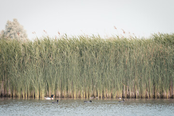 on a beautiful summer day, Volgermeerpolder, Amsterdam, Netherlands, nature reserve, breeding area, bird area, travel location
