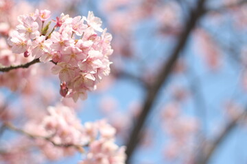 Beautiful and cute pink cherry blossom flowers (sakura) against blue sky, wallpaper background, soft focus, Japan