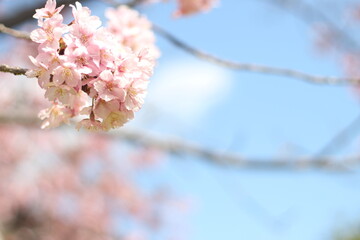 Beautiful and cute pink cherry blossoms (sakura) against blue sky, wallpaper background, soft focus