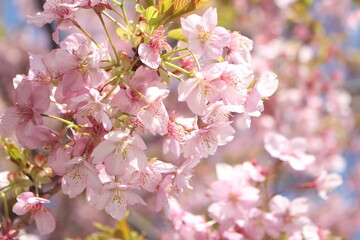Fototapeta premium Close up of beautiful pink cherry blossom (sakura), wallpaper background, soft focus