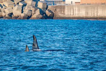 orca killer whale in mediterranean sea at sunset coming from Iceland © Andrea Izzotti