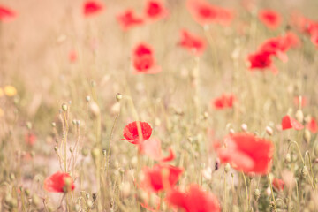 Blurry, abstract field with poppy flowers, on a beautiful summer day, Volgermeerpolder, Amsterdam, Netherlands