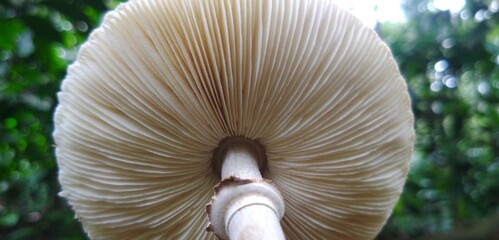 mushroom in the forest