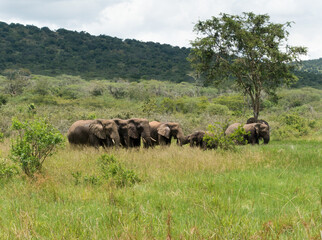 Fototapeta na wymiar Elephants in the Akagera National Park, Rwanda, Africa