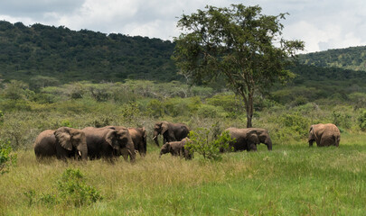 Fototapeta na wymiar Elephants in the Akagera National Park, Rwanda, Africa