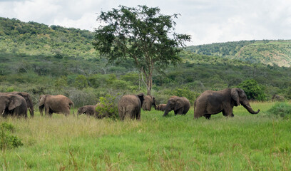 Elephants in the Akagera National Park, Rwanda, Africa