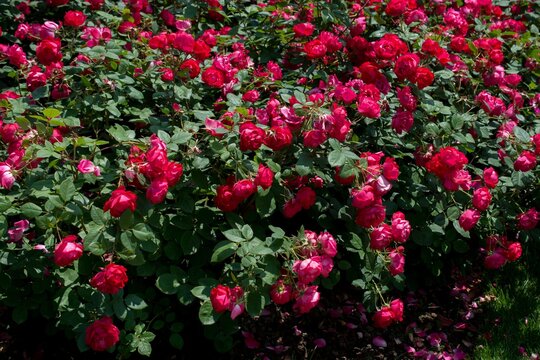 Beautiful, Glorious Garden Of Red Roses