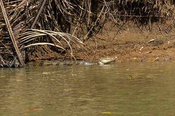 The crocodile by the river.
Taken in Cañonegro, Costa Rica.
