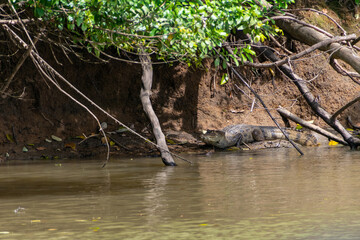 The crocodile by the river.
Taken in Cañonegro, Costa Rica.