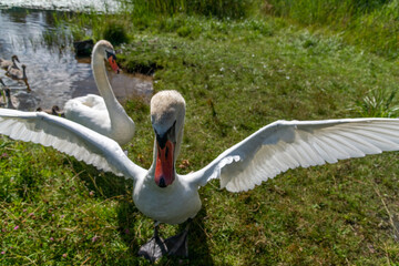 Obraz premium The swan guards its family on the shore of the lake
