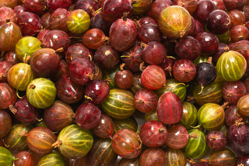 Gooseberry  as a background.