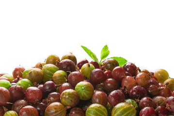 Gooseberry isolated on white background. Top view.