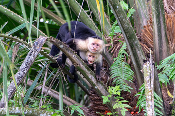White-headed capuchin (white-faced capuchin)
I took this picture in Cano negro, Costa Rica.