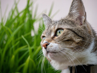 cat on green grass