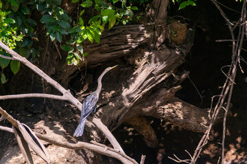 Fototapeta premium Great Blue Heron. I took this picture in Cano negro, Costa Rica.