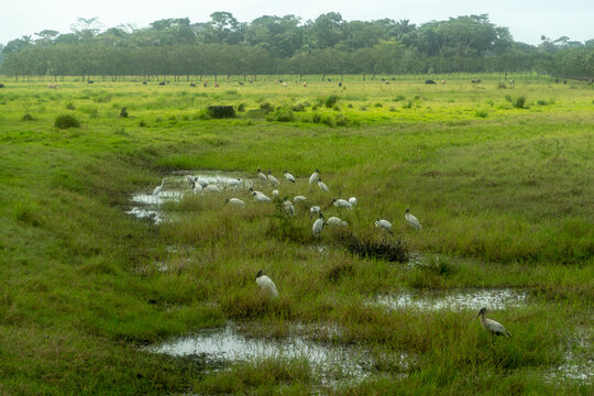 A flock of white birds.
I took this picture in Cano negro, Costa Rica.