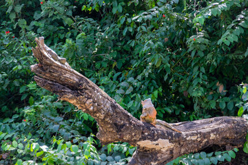 An iguana sunbathing on a tree.
Taken in Cañonegro, Costa Rica.