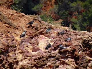 Columba livia domestica