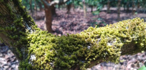 green moss on the tree