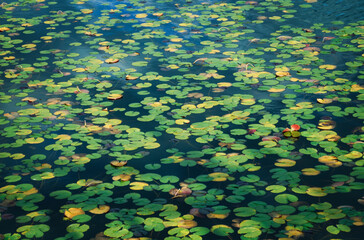 Leaves floating in water