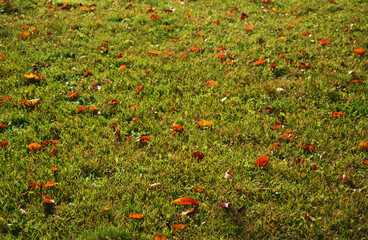 Fallen leaves