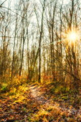 Fototapeta premium Autumn forest nature