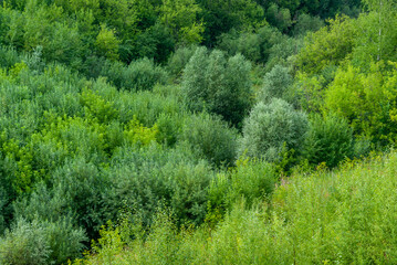 Fototapeta na wymiar Aerial view of the forest. Green tree background
