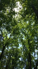 Obraz premium forest in the morning