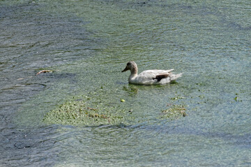 Canard sauvage blanc nage dans la rivière - France