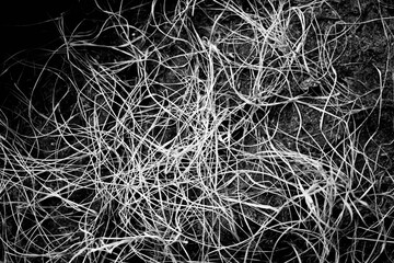 Dried out grass 